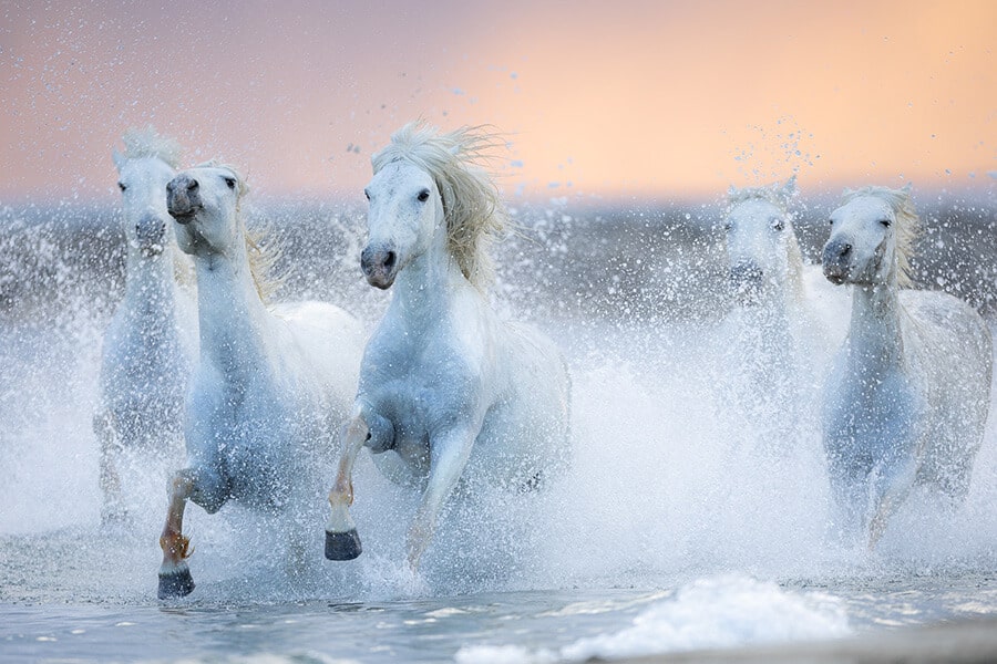 chevaux blog gratuit